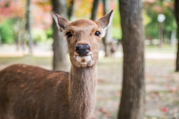 Heilige Sika-herten Nara Park bos, Japan