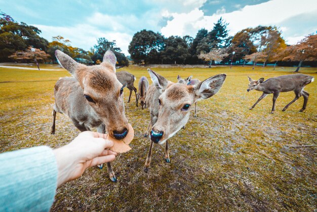 Heilige Sika-herten Nara Park bos, Japan