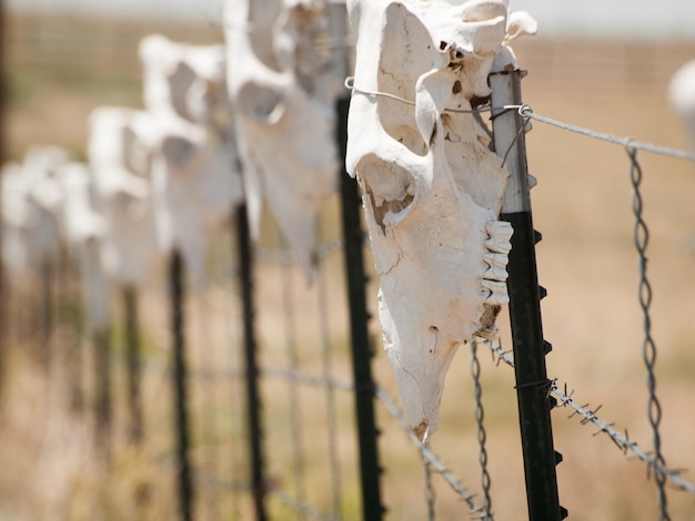 Hek met koeienschedels rond de westelijke ranch.