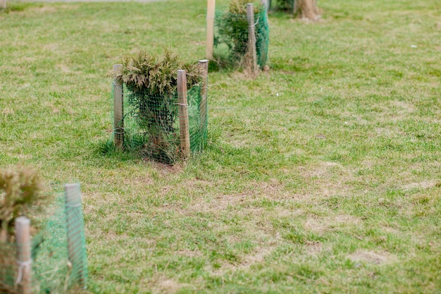 Hek voor zaailingen jonge boomzaailing in de tuin