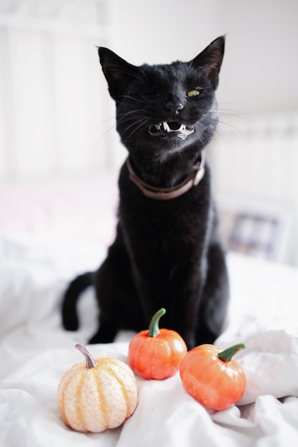 Heks zwarte kat met grappig gezicht open mond met hoektanden en pompoenen op het bed.