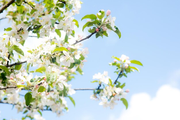 Helder bloeiende kersenboomtak met veel witte bloemen op vage diepgroene achtergrond