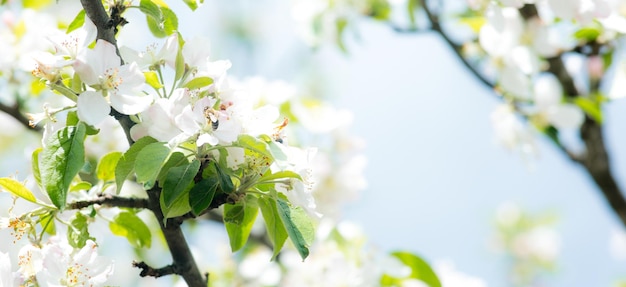 Helder bloeiende kersenboomtak met veel witte bloemen op vage diepgroene achtergrond