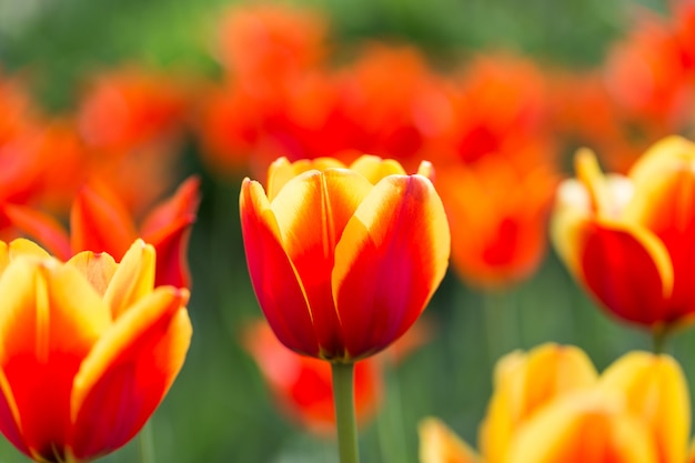 Helder bloeiende kleurrijke bloementulpen in tuin