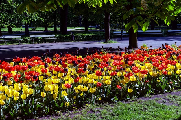Helder bloeiende tulpentuin in het zomerpark