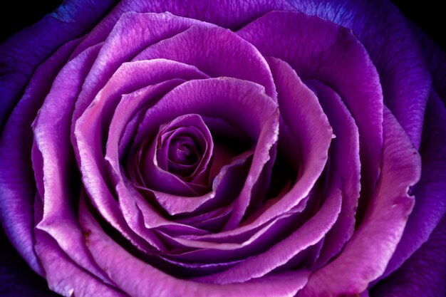 Helder gedetailleerd paarse roos close-up shot behang