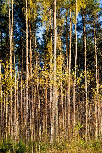 Helder geel gouden berkengebladerte tegen een blauwe hemel, natuurlijke herfstaard