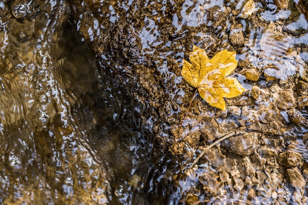 Helder geeloranje gevallen esdoornbladeren in kalm water. Herfst natuurlijke achtergrond. Abstracte herfst