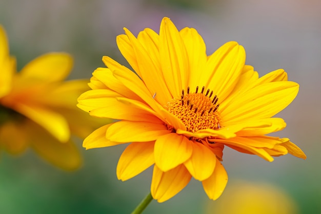 Helder gele bloem close-up in zonlicht op zomerdag