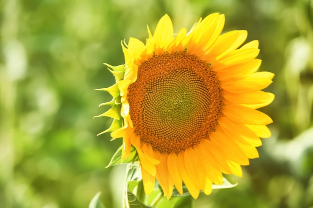 Helder gele zonnebloem in veld