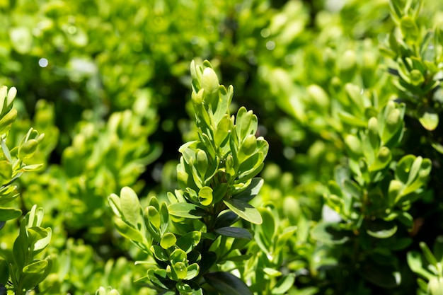 Helder glanzend jong groen blad op struik van buxus Buxus sempervirens of Europese doos Groenblijvende tuin Close-up