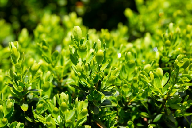 Helder glanzend jong groen blad op struik van buxus Buxus sempervirens of Europese doos Groenblijvende tuin Close-up