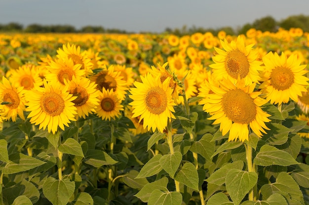 Helder gouden zonnebloemveld bij zonsondergang.