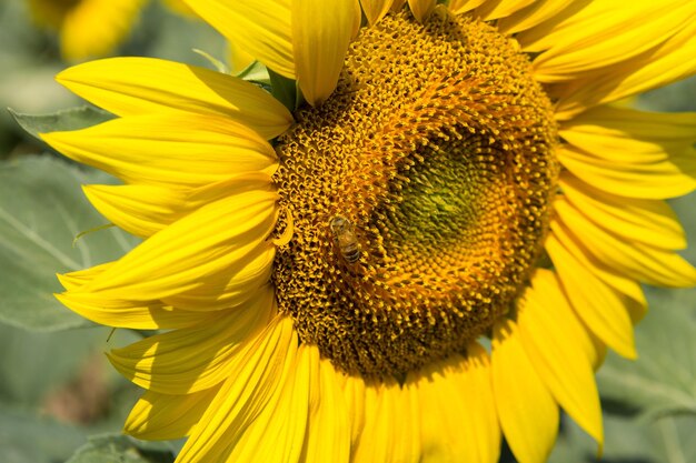 Helder gouden zonnebloemveld bij zonsondergang