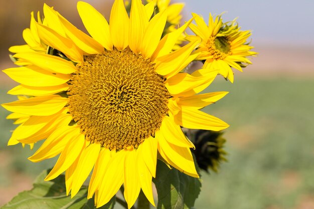 Helder gouden zonnebloemveld bij zonsondergang