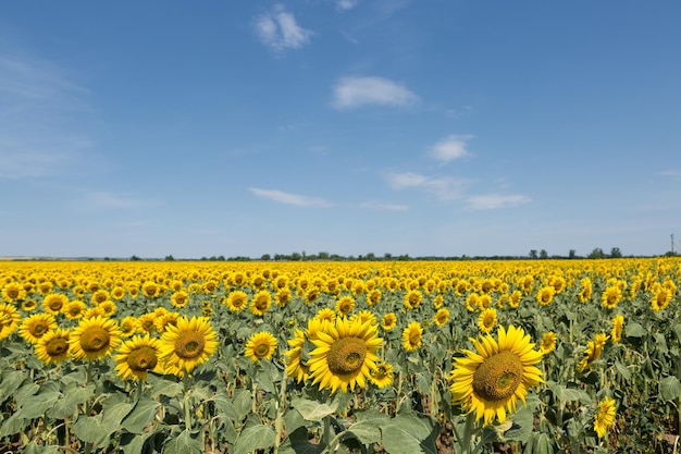 Helder gouden zonnebloemveld bij zonsondergang