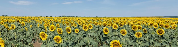 Helder gouden zonnebloemveld bij zonsondergang