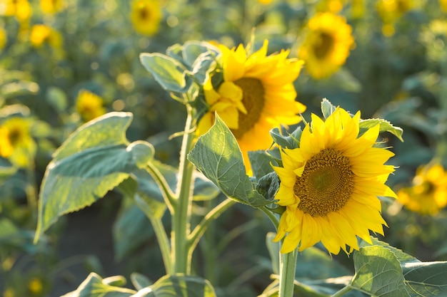 Helder gouden zonnebloemveld bij zonsondergang.