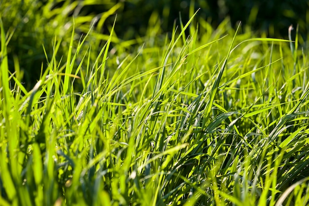 Foto helder groen gras op de weide, verlicht door zonlicht in de lente, close-up in de natuur