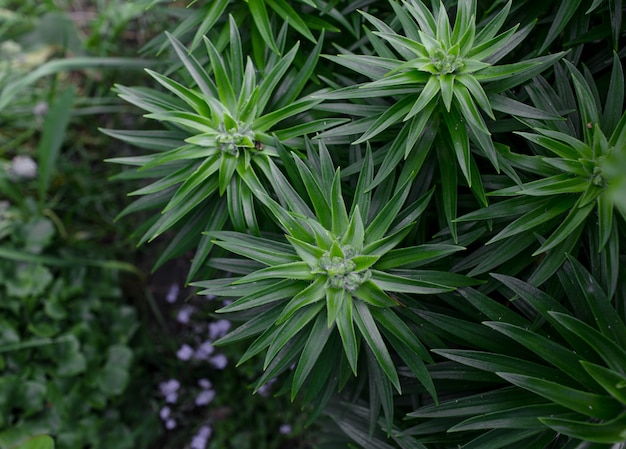 Helder groene plant bovenaanzicht helder groene lente plant bovenaanzicht. bureaubladachtergronden