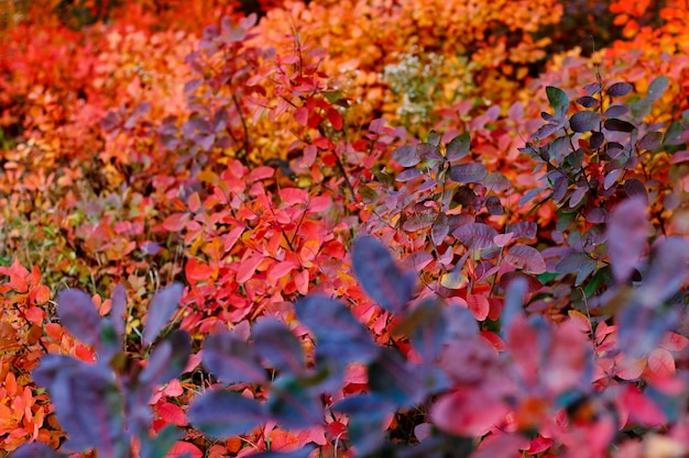 Helder herfstbladeren