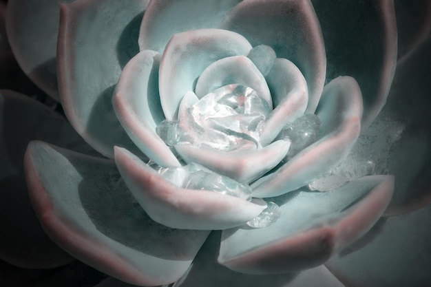 Helder kleurrijk beeld van de natuur close-up van echeveria-bloem met prachtige waterdruppels