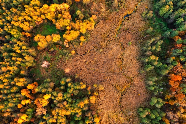 Helder kleurrijk herfstbos en weide bij dageraad Drone-weergave