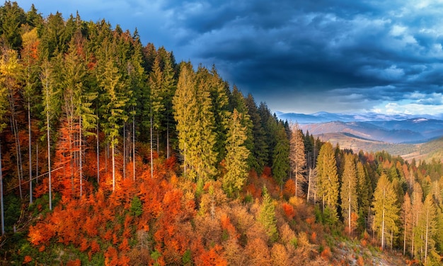 Helder kleurrijk herfstbos en weide bij dageraad drone-weergave