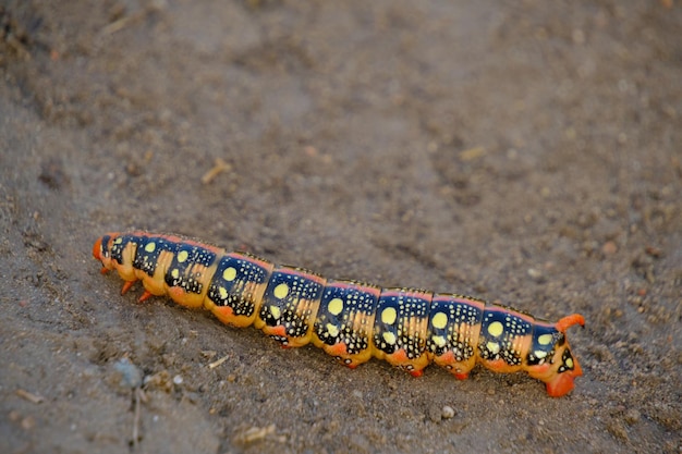 Helder kleurrijk rups kruipend zand