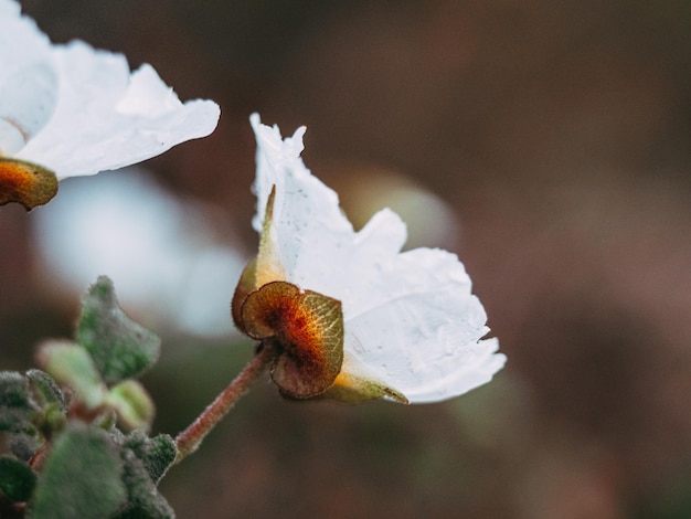 Helder macro zijschot van een witte franklinia-bloem