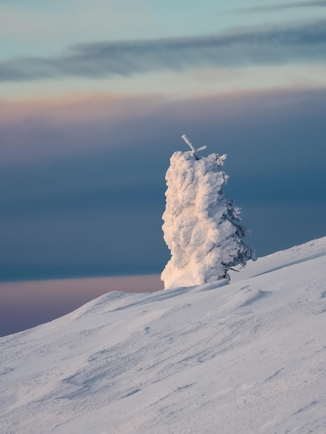 Helder magisch bizar silhouet van dennenboom is beplakt met sneeuw Arctische harde natuur Mystiek sprookje van de winter Sneeuw bedekt eenzame kerstboom op berghelling