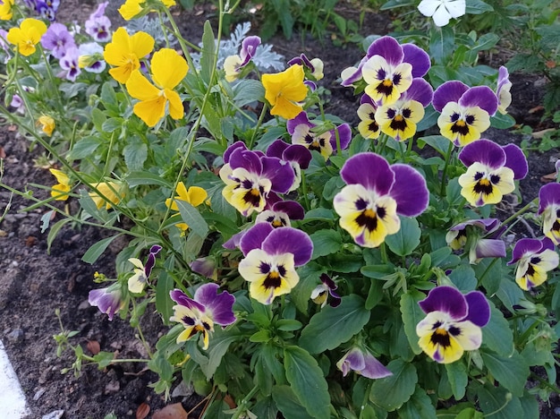 helder, mooi, delicaat, lila, wit, bloemen, viooltjes, altviolen, in de tuin