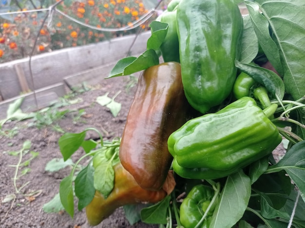 helder, mooi, groen, oranje, paprika, oogst, in de tuin, groenteteelt, boer