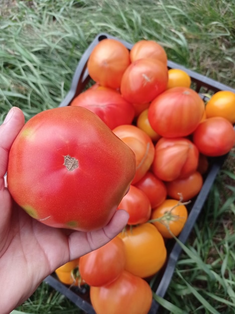 helder, mooi, rood, rijp, tomaten, in een doos, in vrouwenhanden, in de tuin, groente