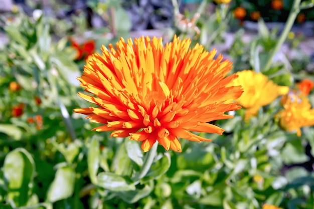 Helder oranje badstof bloem van calendula op een achtergrond van groene bladeren en gras