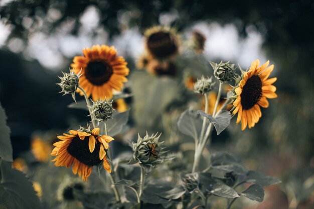 Helder oranje herfst zonnebloemen op onscherpe achtergrond. Schoonheid van de natuur