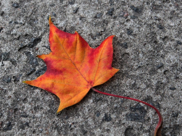 Helder rood esdoornblad op asfalt close-up