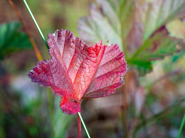Helder rood plantenblad op een weide op een zonnige dag