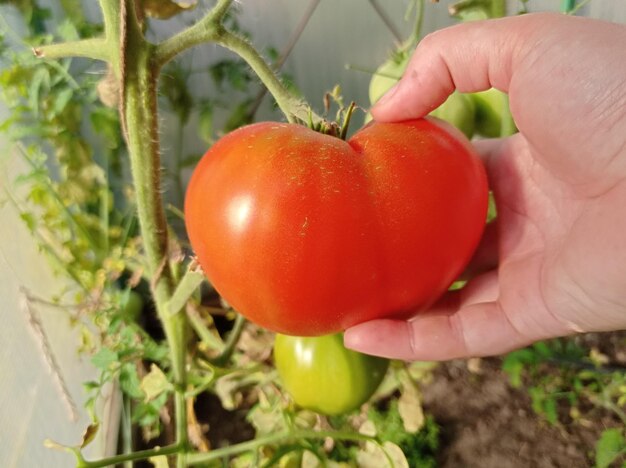 helder, rood, rijp, fruit, tomaten, op takken, in een kas, oogst, landbouw