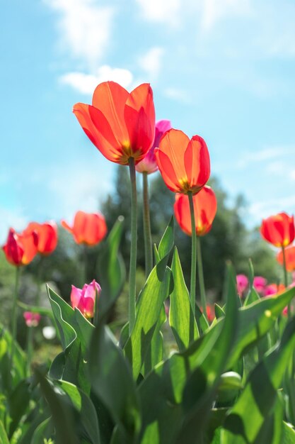 Helder rood tulpenveld op blauwe hemelachtergrond Close-up onderaanzicht Zonnige dag