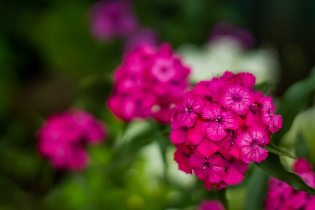 Helder roze bloemen uit een huis tuin close-up.