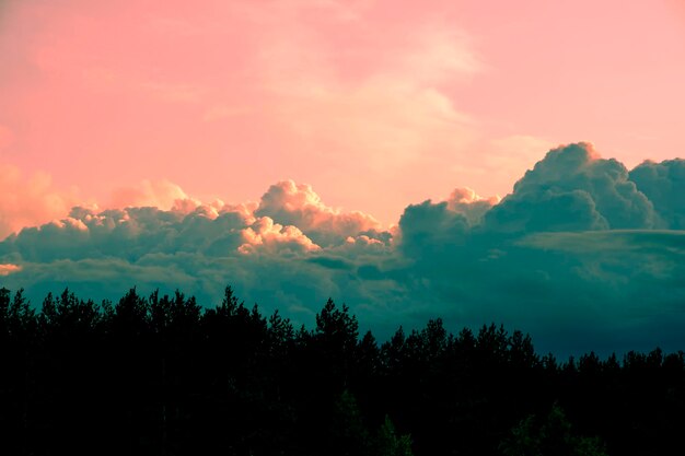 Helder roze zonsondergang tegen achtergrond stapelwolken en zwart silhouet dennenbos