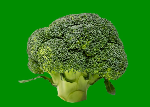 Helder sappig hoofd van broccoli Gezondheidsvitaminen en goede voeding Geïsoleerd op een groene boomkikker kleur achtergrond Close-up