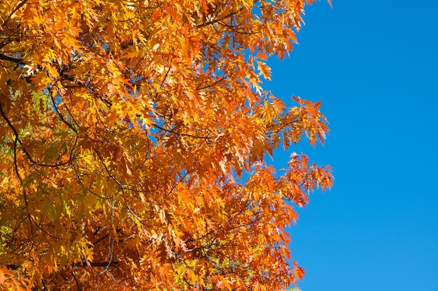 Foto helder vergeelde eikenbladeren in de herfst tegen de heldere blauwe hemel kopie ruimte