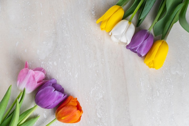 Helder violet geel oranje en witte tulpen bloemen op grijze gestructureerde achtergrond plat lag