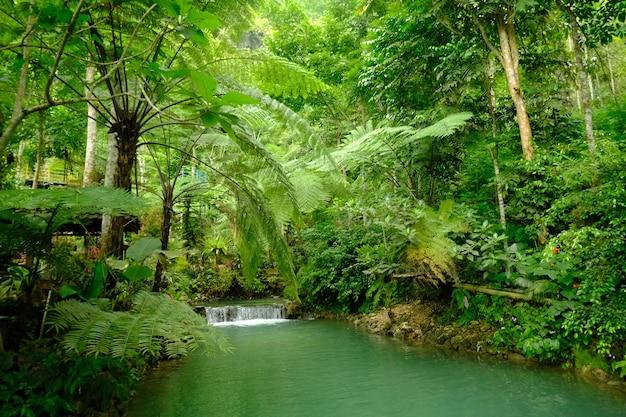 helder water rivier in het midden van tropisch regenwoud. varens gedijen. regenwoud op de evenaar.