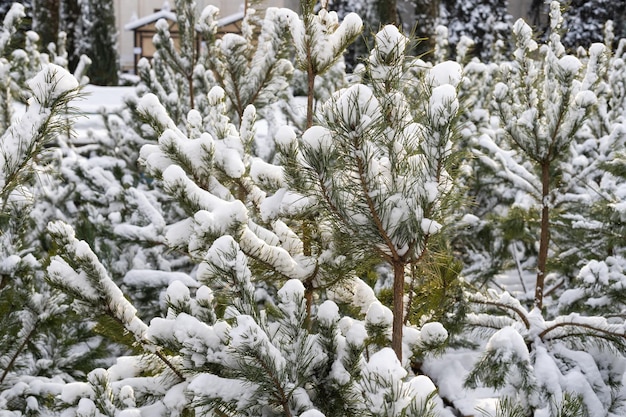 Helder winterlandschap met besneeuwde pijnbomen