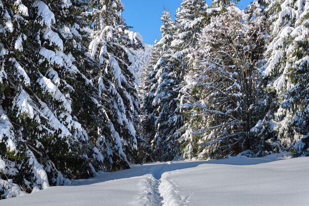 Helder winterlandschap met pijnbomen bedekt met verse gevallen sneeuw en smal voetpad in bergbos op koude winterdag.