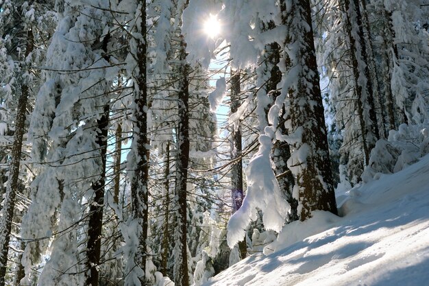 Helder winterlandschap met pijnbomen bedekt met verse gevallen sneeuw in bergbos op koude winterdag.