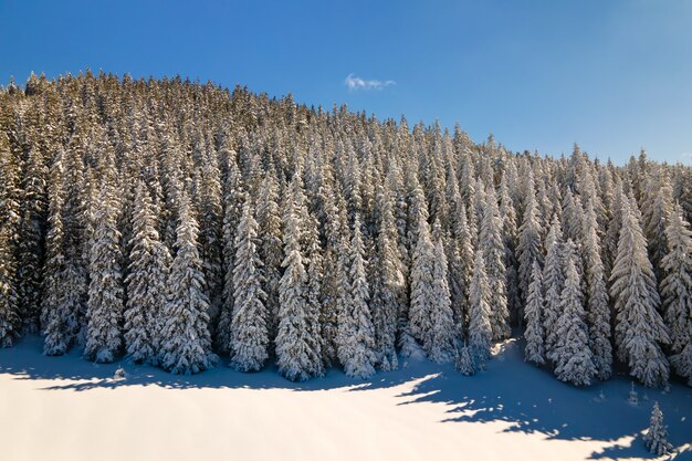 Helder winterlandschap met pijnbomen bedekt met verse gevallen sneeuw in bergbos op koude winterdag.